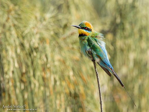 Regenboogbijeneter / Rainbow Bee-eater - Fraser Island