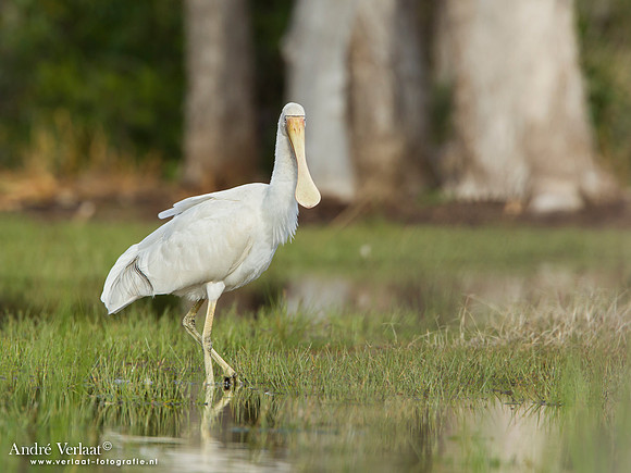 Geelsnavellepelaar / Yellow-billed Spoonbill - Bowra Sanctuary