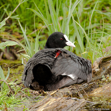 Meerkoet / Coot - Leekermeer