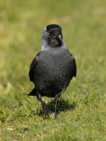 Kauw / Western Jackdaw - Wognum