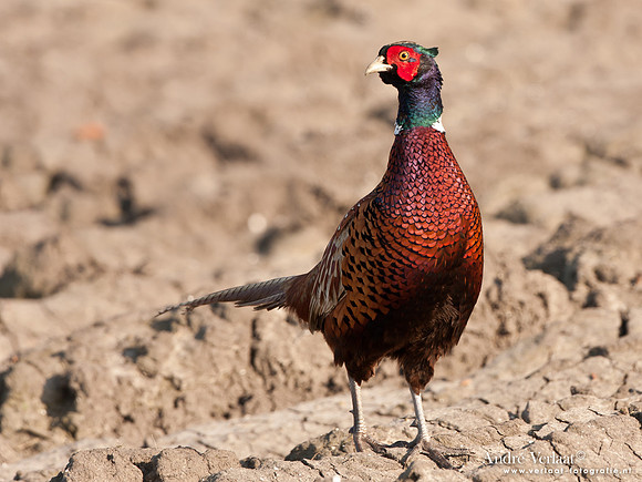 Fazant / Pheasant - Oostwoud
