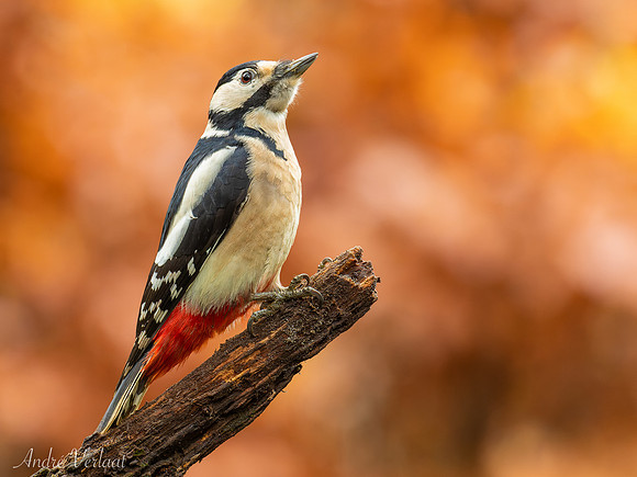 Grote Bonte Specht / Great Spotted Woodpecker - Oss