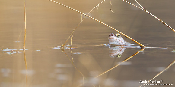 Heikikker / Moor frog - Kootwijk