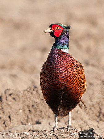 Fazant / Pheasant - Oostwoud