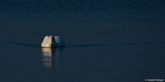 Knobbelzwaan / Mute Swan - Oostvaardersplassen