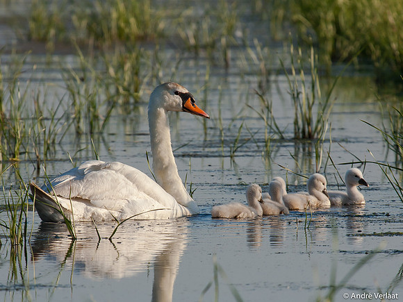 Knobbelzwaan / Mute Swan - Zeevang