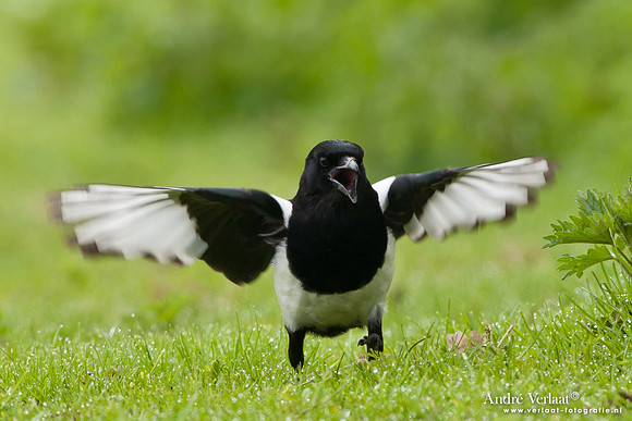 Ekster / Common Magpie - Enkhuizen