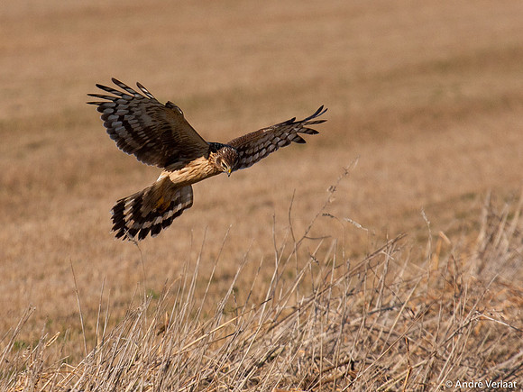 Blauwe Kiekendief / Hen Harrier - Zeewolde