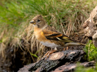 Keep / Brambling - Lemelerveld