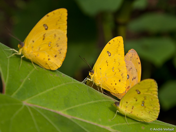 Orange-barred Sulpher - Arenal, Costa Rica