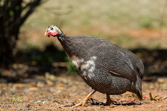Helmparelhoen / Helmeted Guineafowl - Bowra Sanctuary