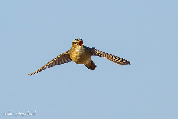 Rietzanger / Sedge Warbler - Schardam