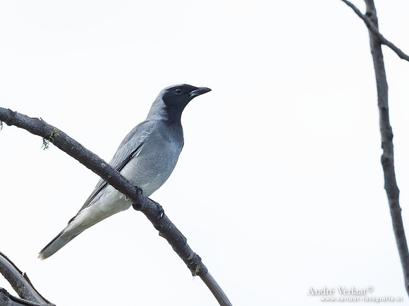 Zwartmaskerrupsvogel / Black-faced Cockoo-shrike - Noosa