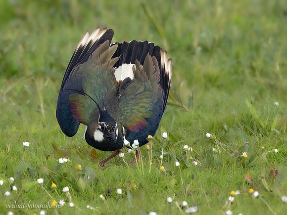 Kievit / Lapwing - Wognum
