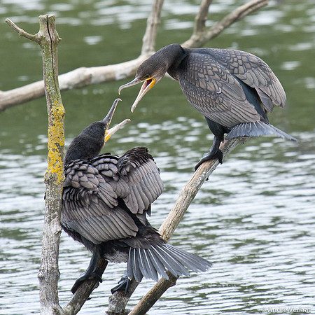 Aalscholver / Great Cormorant - Lepelaarplassen