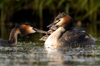 Fuut / Great Crested Grebe - Wognum