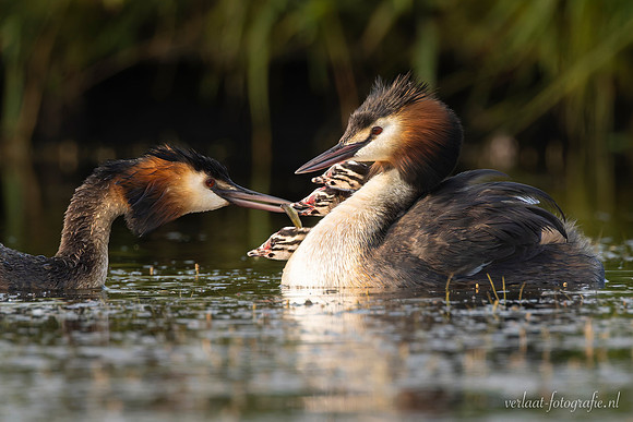 Fuut / Great Crested Grebe - Wognum