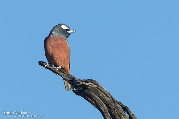 Wenkbrauwspitsvogel / White-browed Woodswallow - Bowra Sanctuary