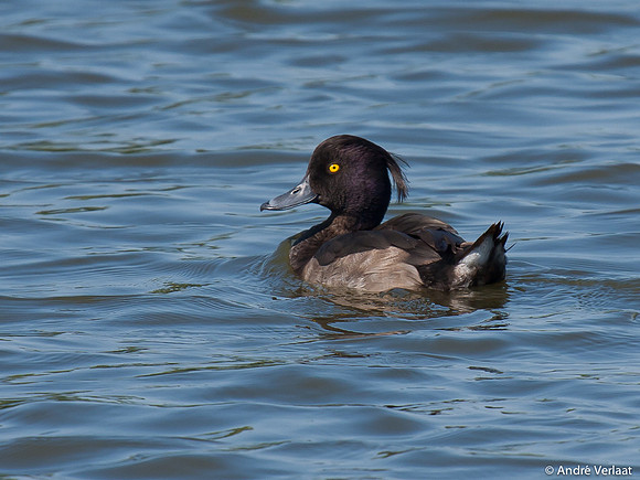 Kuifeend / Tufted Duck - Egboetswater