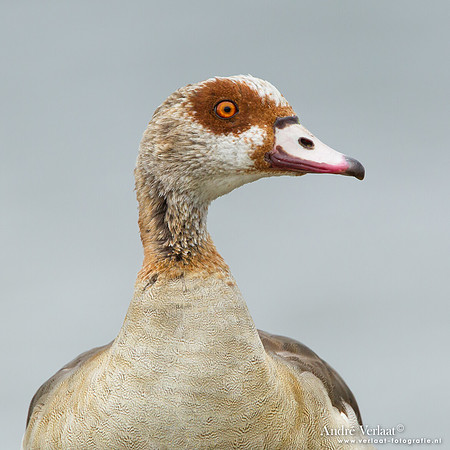 Nijlgans / Egyptian Goose - Den Helder