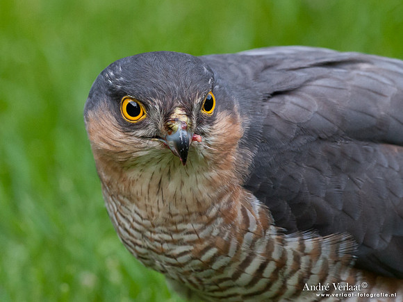 Sperwer / Sparrowhawk - Wognum