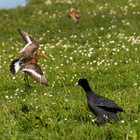 Meerkoet / Coot - Wognum