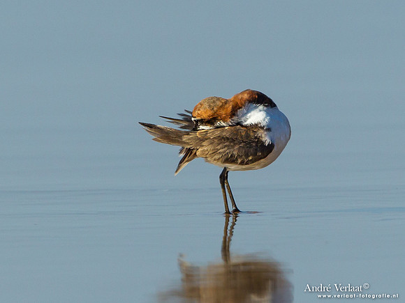 Roodkopplevier / Red-capped Plover - Fraser Island