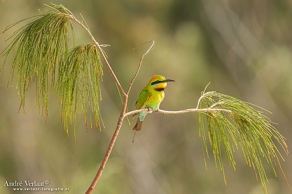 Regenboogbijeneter / Rainbow Bee-eater - Fraser Island