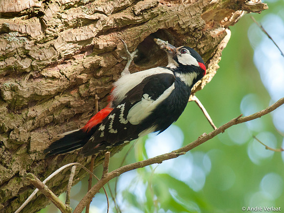 Grote Bonte Specht / Great Spotted Woodpecker - Zwaagdijk-Oost
