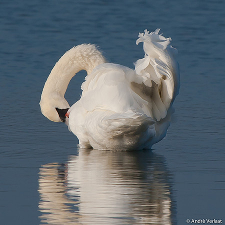 Knobbelzwaan / Mute Swan - Oostvaardersplassen