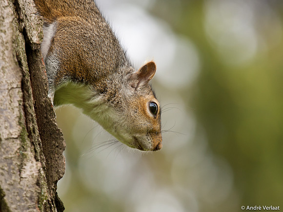 Grijze Eekhoorn / Eastern Grey Squirrel - Boston, USA