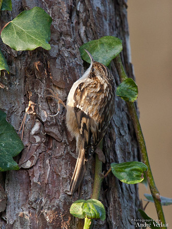 Boomkruiper /  Treecreeper - Enkhuizen
