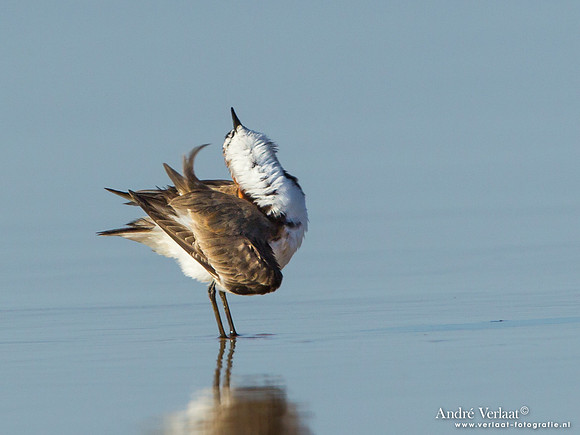 Roodkopplevier / Red-capped Plover - Fraser Island