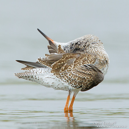 Tureluur / Redshank - Den Helder