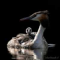 Fuut / Great Crested Grebe - Wognum