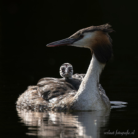 Fuut / Great Crested Grebe - Wognum