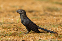 Kleine Ani / Smooth-billed Ani - Peperpot