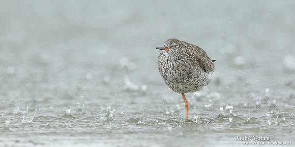 Tureluur / Redshank - Den Helder
