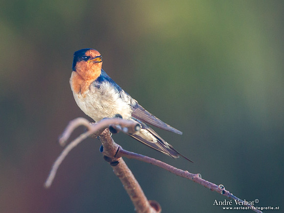Welkomzwaluw / Welcome Swallow - Fraser Island