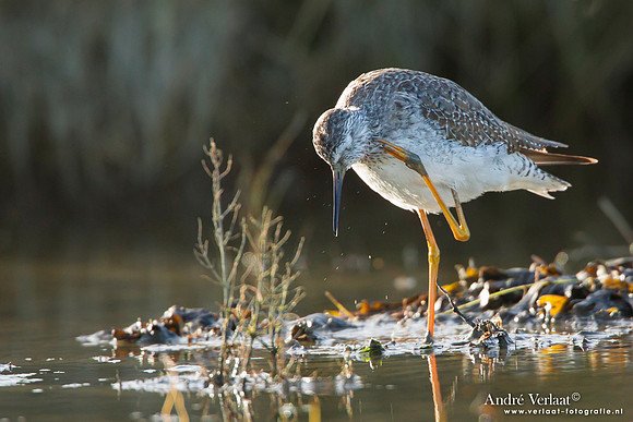 Kleine Geelpootruiter / Lesser Yellowlegs - Den Oever