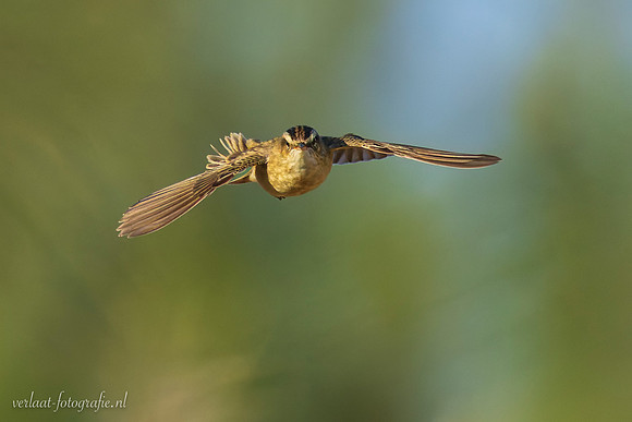 Rietzanger / Sedge Warbler - Schardam