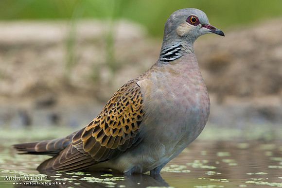 Zomertortel / Turtle-Dove - Tiszagyenda