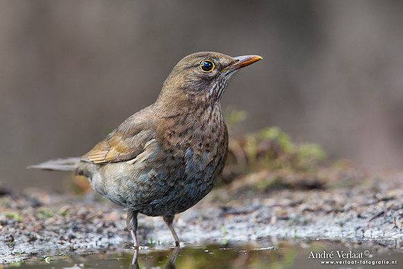 Merel / Blackbird- Lemelerberg