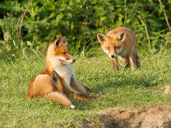Vos / Red Fox - Zoetermeer