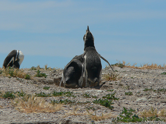 Magelhaen Pinguin - Punta Tombo