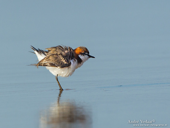Roodkopplevier / Red-capped Plover - Fraser Island