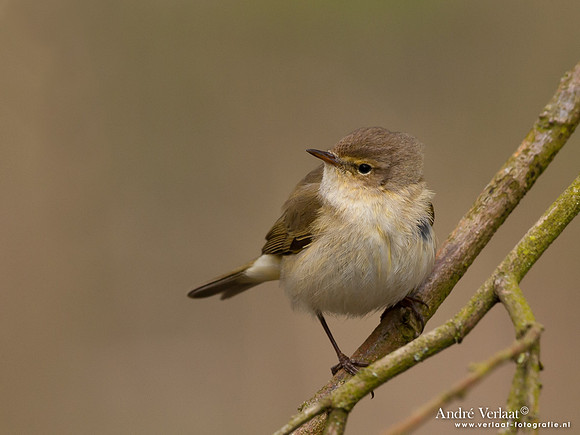Tjiftjaf / Northern Chiffchaff - Oostvaardersplassen