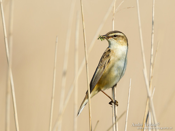Rietzanger / Sedge Warbler - De Rijp