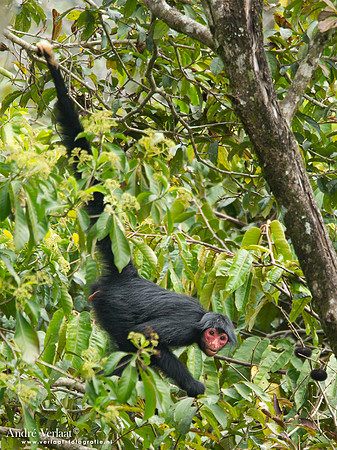 Slingeraap / Spidermonkey - Brownsberg