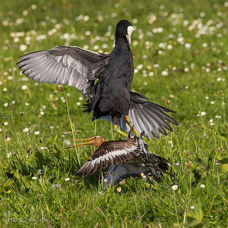 Meerkoet / Coot - Wognum